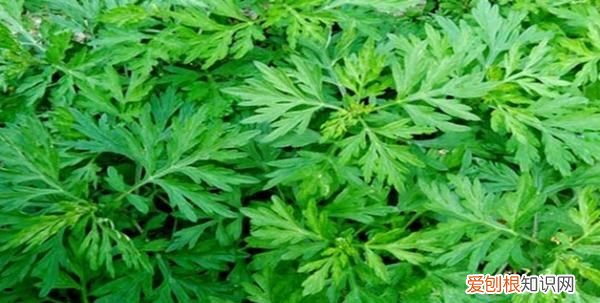 大艾草和小艾草的区别是什么 大艾草和小艾草有哪些不同