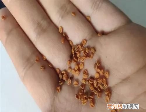 金银花种植技术有哪些 金银花种植技术的介绍