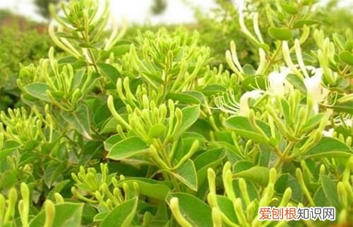 金银花种植技术有哪些 金银花种植技术的介绍