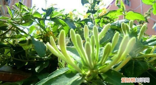 金银花种植技术有哪些 金银花种植技术的介绍