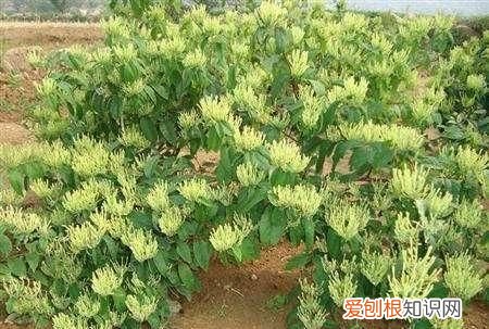 金银花种植技术有哪些 金银花种植技术的介绍