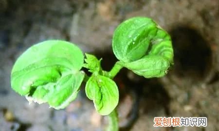 金银花种植技术有哪些 金银花种植技术的介绍