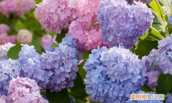 无尽夏一年开几次花，无尽夏修剪后多久复花