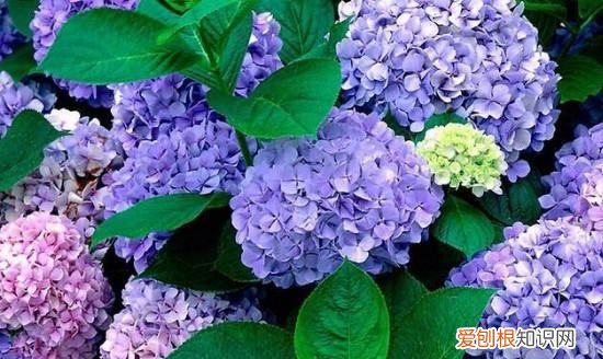 无尽夏一年开几次花，无尽夏修剪后多久复花