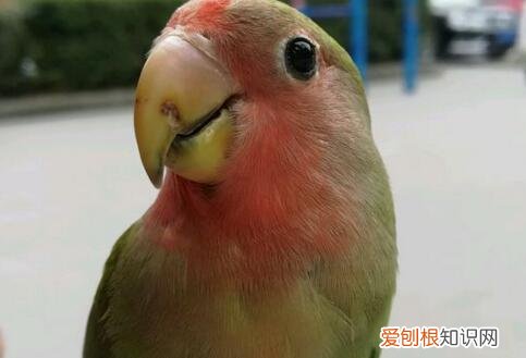 牡丹鹦鹉会唱歌吗会冻死会说话吗唐山多少钱一对 牡丹鹦鹉会说话吗