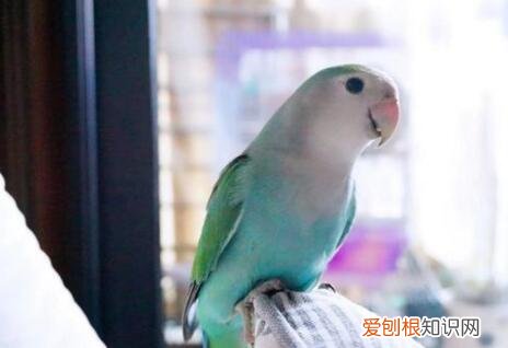 牡丹鹦鹉会唱歌吗会冻死会说话吗唐山多少钱一对 牡丹鹦鹉会说话吗