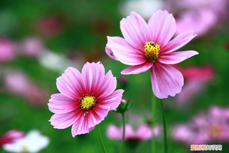 人家叫你富婆有几种意思,有人说我是富婆怎么回复