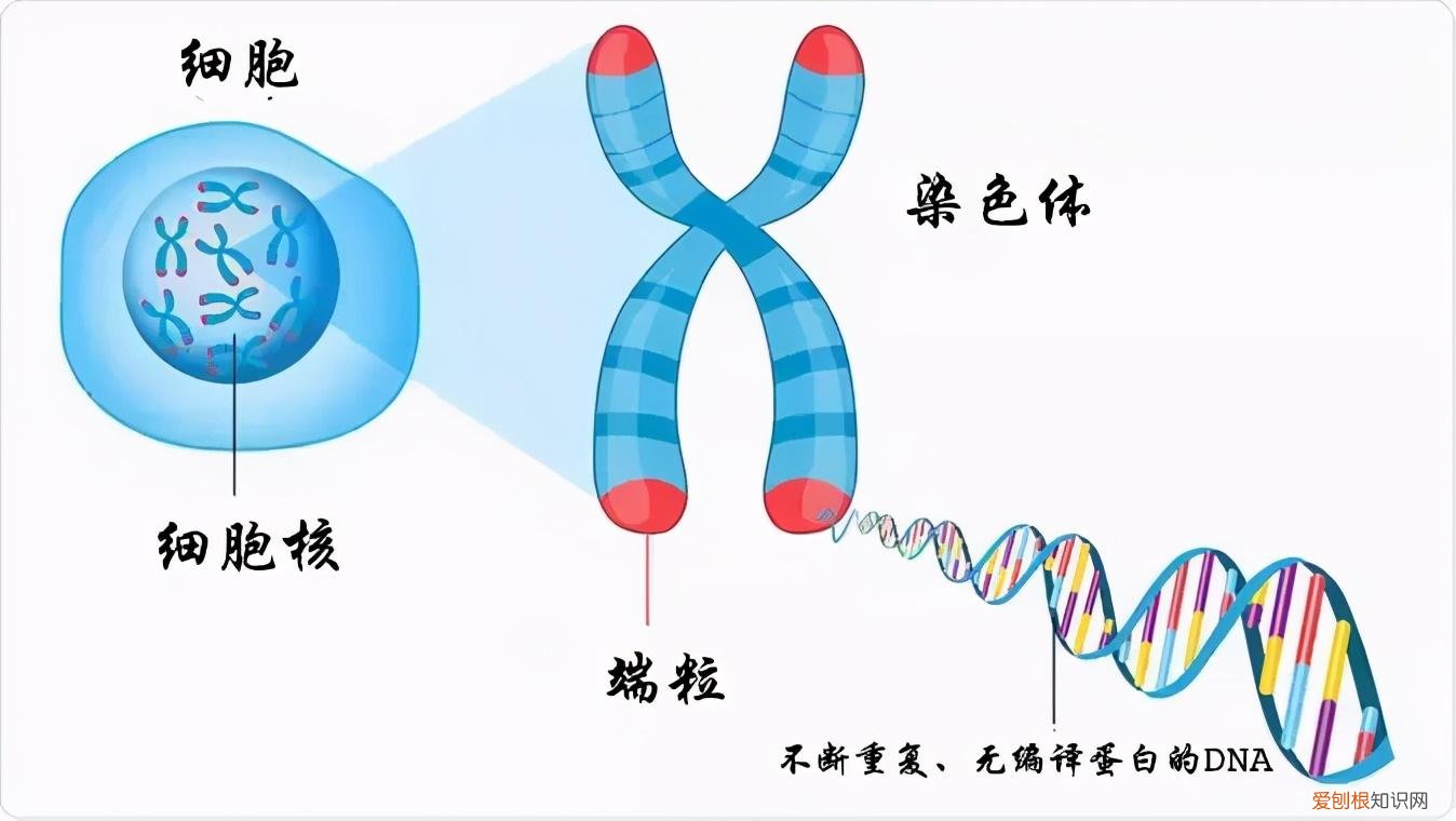 人类寿命极限是多少,知乎 人类寿命极限是多少