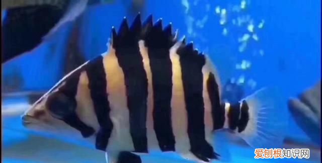 敌百虫的作用,鱼缸敌百杀虫剂使用方法