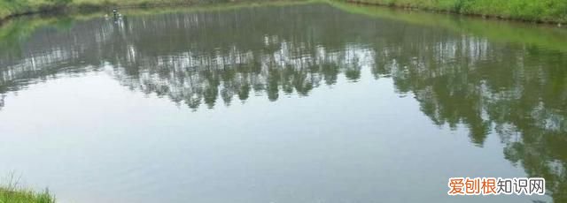 敌百虫的作用,鱼缸敌百杀虫剂使用方法