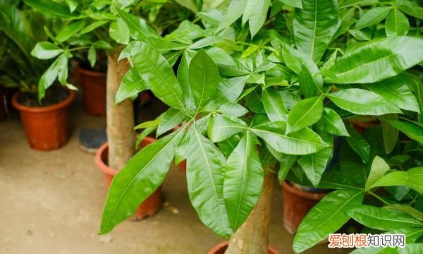 发财树叶子干枯是怎么回事 发财树叶子干枯是什么原因