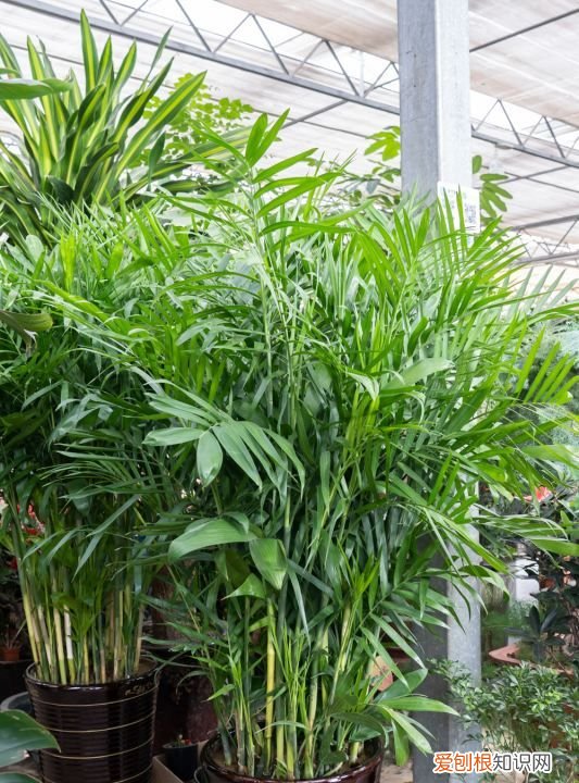 散尾葵叶子发黄怎么办 散尾葵叶子发黄怎么解决