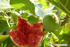 无花果果子变黄是什么原因，无花果树叶子发黄有斑怎么回事