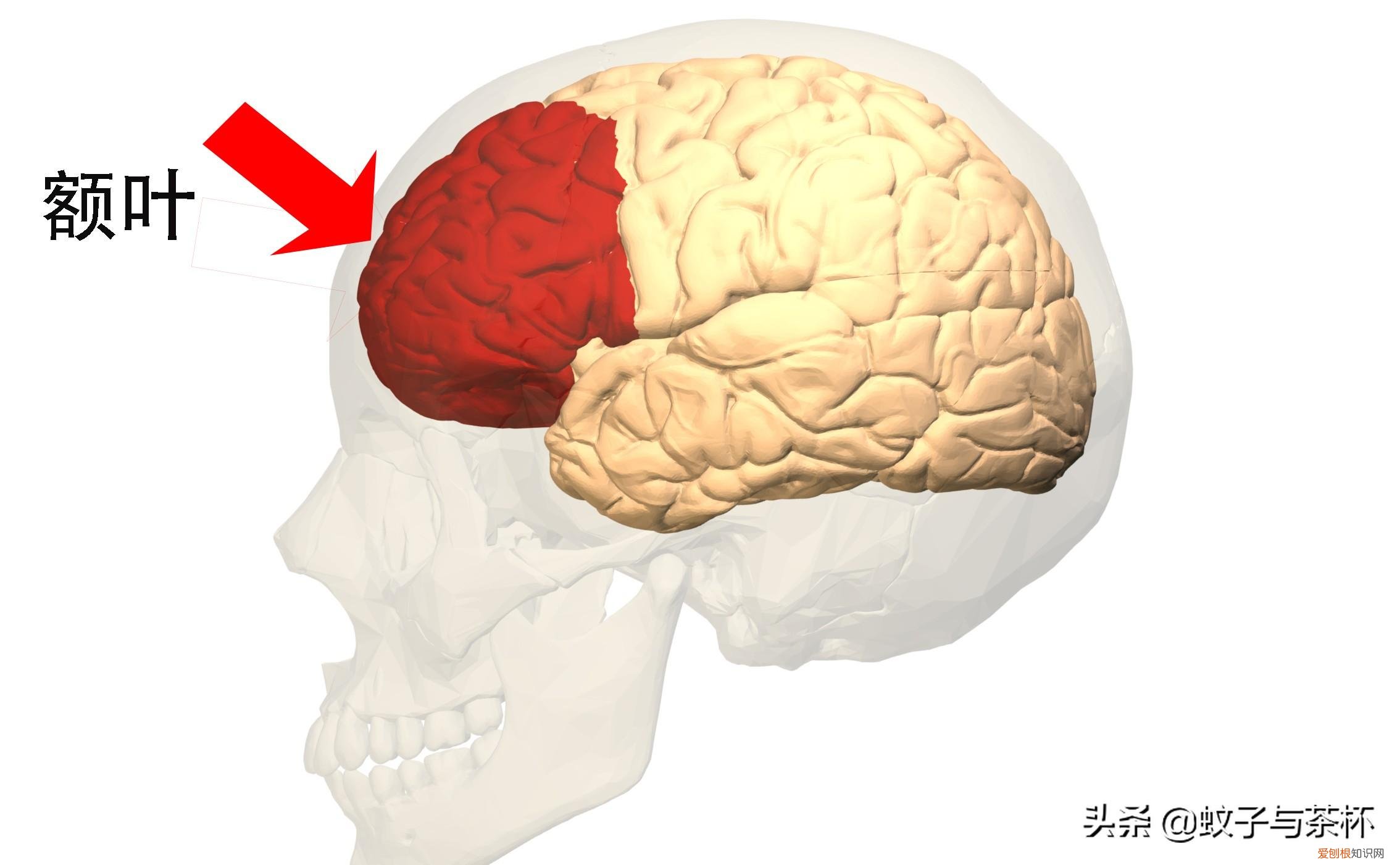 人为什么会做梦呢答案是什么 人为什么会做梦