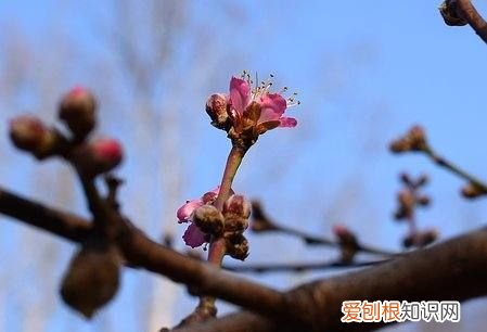 桃子多久挂果,桃树结果时需要修剪枝叶吗