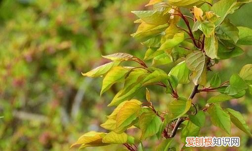 桃子多久挂果,桃树结果时需要修剪枝叶吗