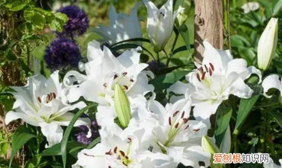 盆栽香水百合养殖方法 盆栽香水百合如何养殖