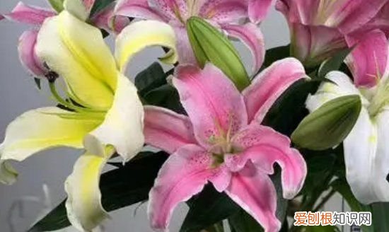 盆栽香水百合养殖方法 盆栽香水百合如何养殖