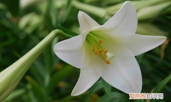 盆栽香水百合养殖方法 盆栽香水百合如何养殖