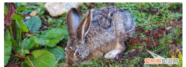 野兔是国家几级保护动物,野兔是保护动物 野兔是不是保护动物