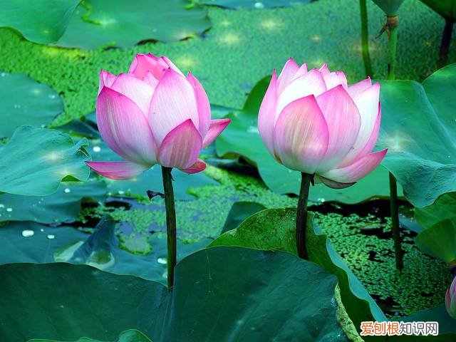 出淤泥而不染的是什么花？1梅花2牡丹3莲花 荷花出淤泥而不染