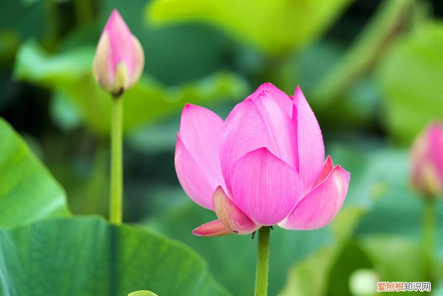 出淤泥而不染的是什么花？1梅花2牡丹3莲花 荷花出淤泥而不染