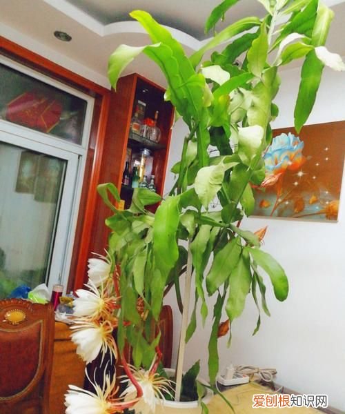盆栽昙花是怎样养殖的 盆栽昙花如何是养殖的