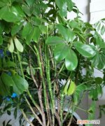 摇钱树掉叶子是怎么回事 摇钱树掉叶子是什么原因