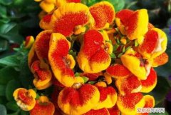 荷包花的养殖方法，荷包花的养殖方法是什么 荷包花如何养殖