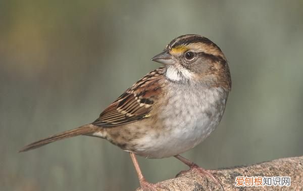 野鸡是国家三级保护动物,三有保护动物 三有保护动物是什么
