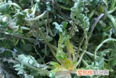 荠菜豆腐羹的做法,荠菜豆腐羹的家常做法