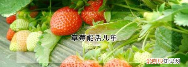 草莓苗能活多久，草莓苗怎么种植才容易活