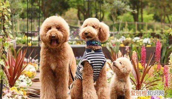 泰迪小狗多长时间发一次情 泰迪小狗发情频率