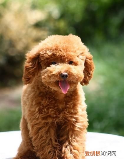 泰迪小狗多长时间发一次情 泰迪小狗发情频率