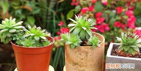 多肉植物如何施肥,多肉植物怎么施肥 多肉植物如何施肥