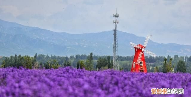 中国的普罗旺斯在哪里