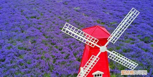 中国的普罗旺斯在哪里