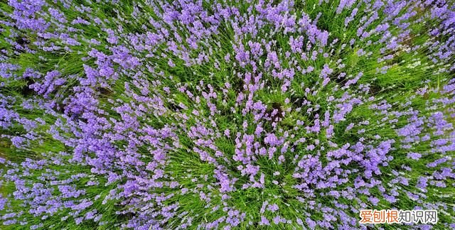 中国的普罗旺斯在哪里