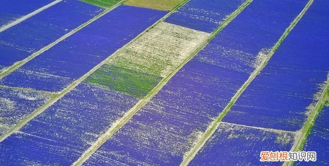 中国的普罗旺斯在哪里