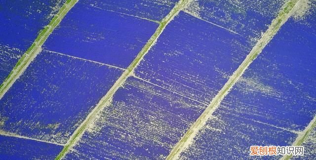 中国的普罗旺斯在哪里