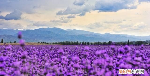 中国的普罗旺斯在哪里