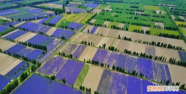 中国的普罗旺斯在哪里