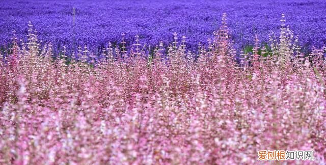 中国的普罗旺斯在哪里