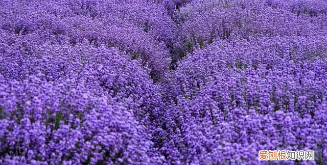 中国的普罗旺斯在哪里