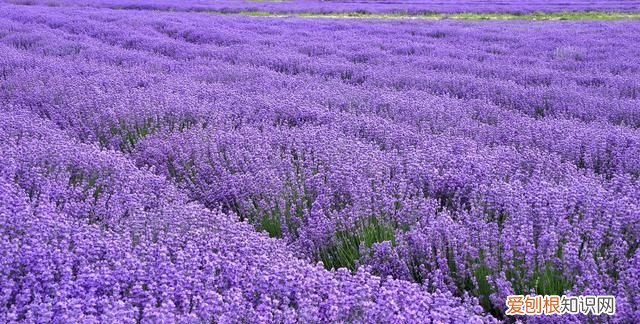 中国的普罗旺斯在哪里