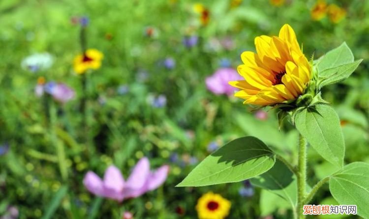 夏天有什么植物 夏天的植物有哪些
