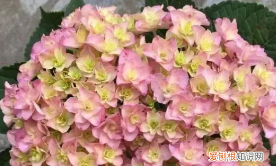 无尽夏有臭味,无尽夏真假区分