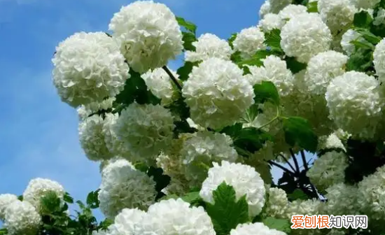 无尽夏有臭味,无尽夏真假区分