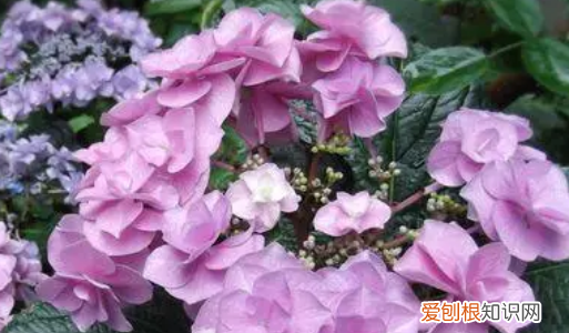 无尽夏有臭味，无尽夏真假区分