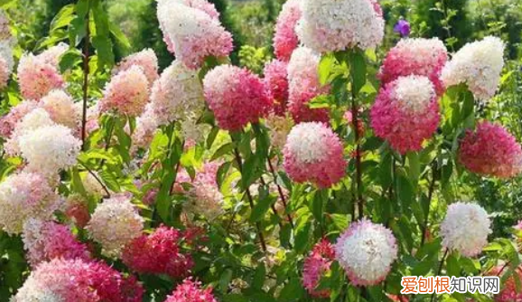 无尽夏有臭味,无尽夏真假区分